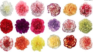 Carnation Flower Seeds, Packaging Type : Pp.bag, Plasric Pouch