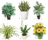Outdoor Plants