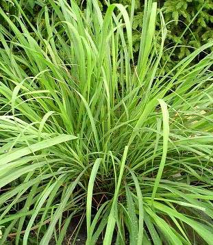 Lemon Grass Plants