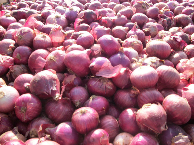 Indian Onion
