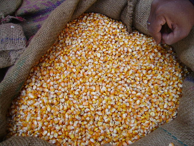 maize