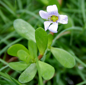 bacopa extracts