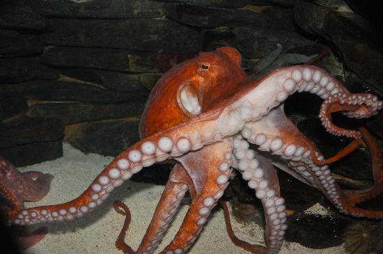 Octopus Magnificus