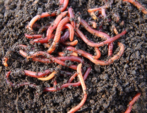 EARTH WORMS
