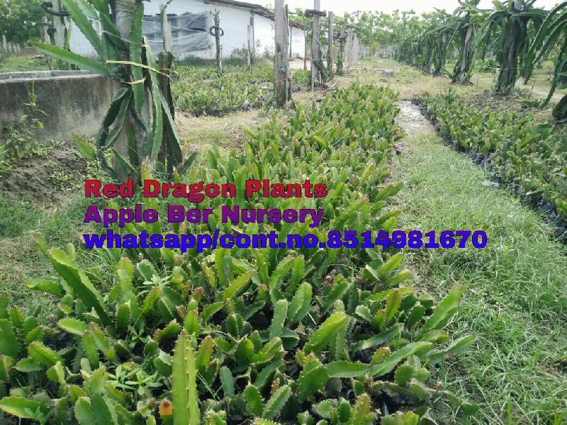 Dragon Fruit Plants Red