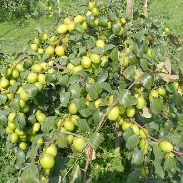 Green Apple Ber Planrs