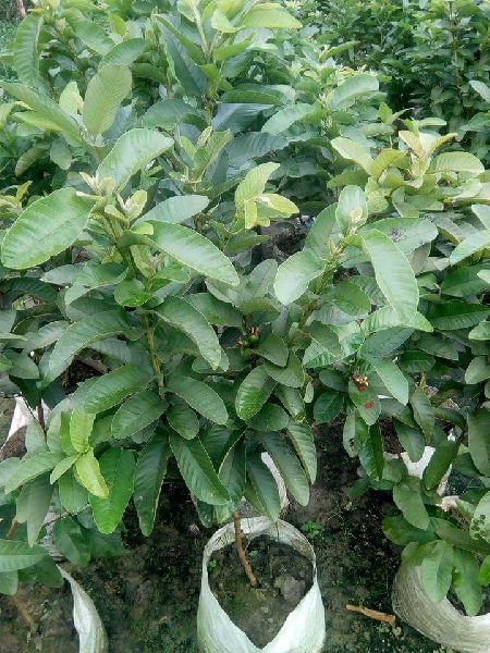 L49 guava plants