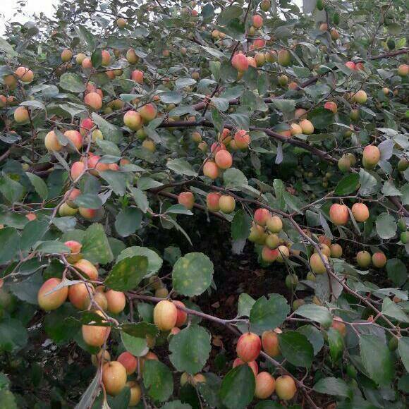 Red Apple Ber Plants