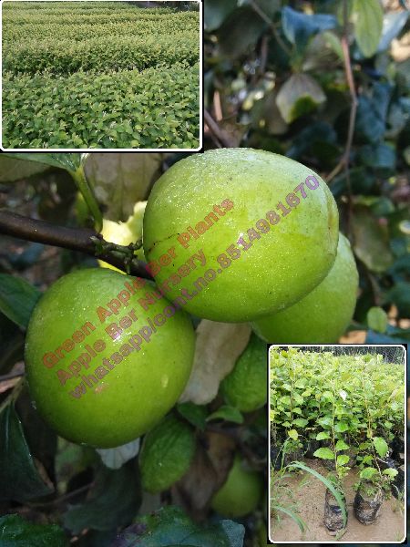 Thai Apple ber plants