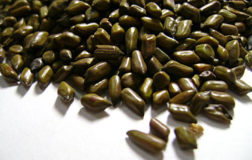 Common Cassia Tora Seed, Color : Brown, Creamy