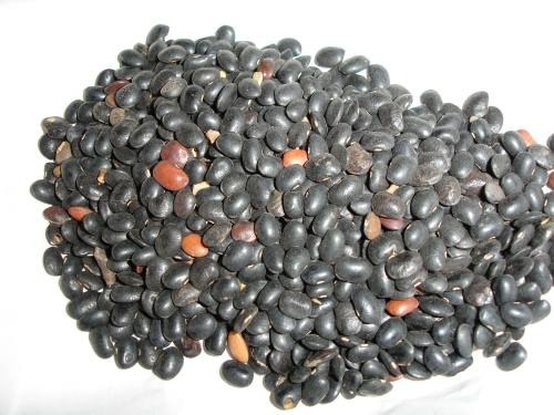 Ratanjot Seed