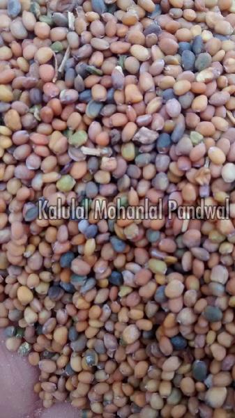 Taramira Seeds Buy Taramira Seeds In Udaipur Rajasthan India From Kalulal Mohanlal Pandwal