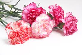 Organic Fresh Carnation Flowers