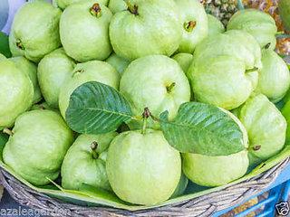 Organic/Common Fresh Thai Guava