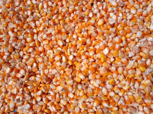 CORN (MAIZE)