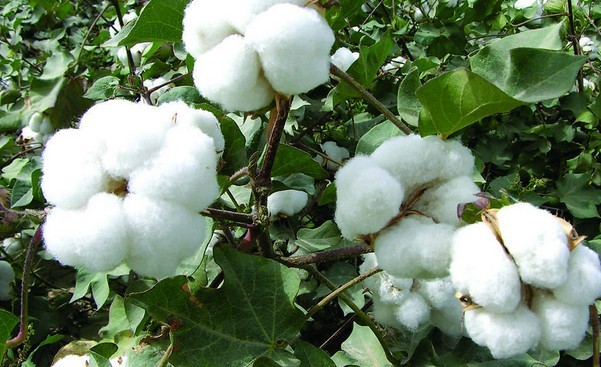 Raw cotton