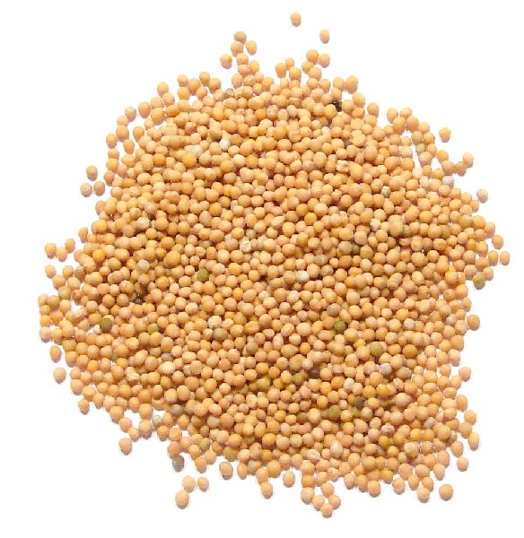 Mustard Seeds, Color : Brown, Yellow