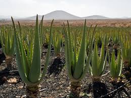 Aloe Vera Plant Manufacturer In Toronto Canada By Nature S