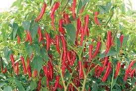 Hybrid Chilli Seeds