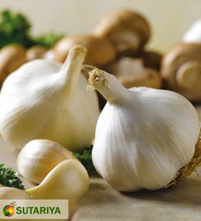 Garlic, Size : 25 mm to 45 mm