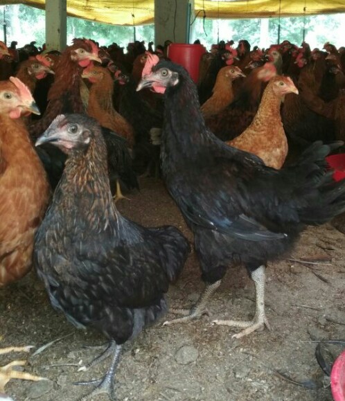 Vanaraja Chicks