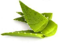 Aloe Vera Leaves, Grade : Pharmaceutical Grade