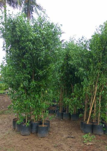 Conocarpus (13 X 13)
