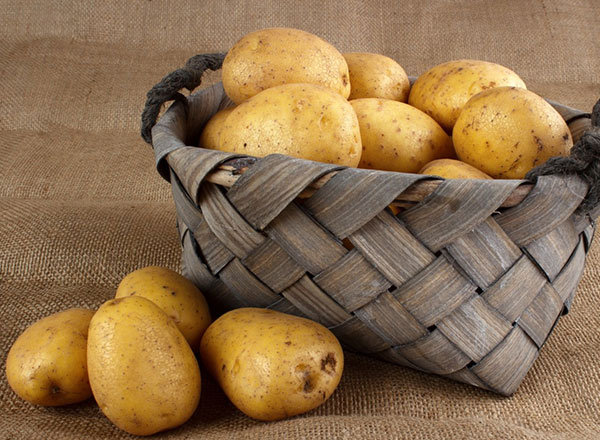 Elongated Common fresh potato