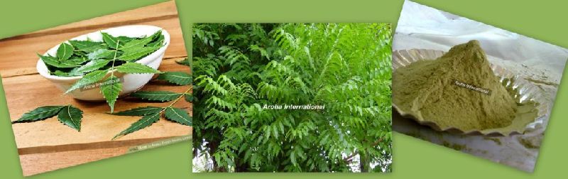 Neem Leaves