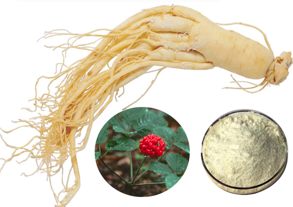 Panax Ginseng Extract Manufacturer in changsha China by Changsha ...