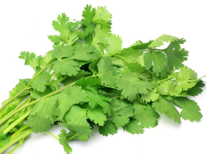 fresh coriander leaves