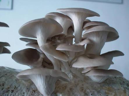 Common Fresh Oyster Mushrooms, for Cooking, Oil Extraction, Color : Light Brown