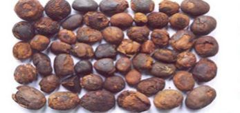Cow & Ox Gallstones