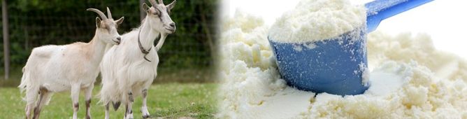 Goat Milk Powder