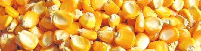 yellow maize seeds