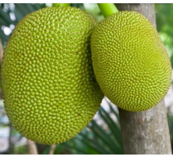 Fresh Jackfruit, Style : Natural