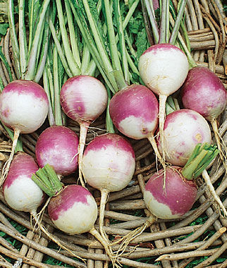 Fresh Turnip, for High in Protein