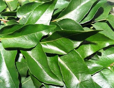 Curry leaves