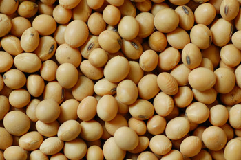 soybean seeds