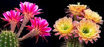 Cactus Flowers, for Decoration, Color : Pink yellow