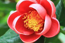 Camellia Flowers, for Decoration, Color : Pink