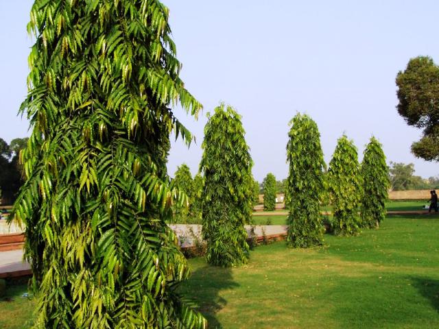 Polyalthia Tree