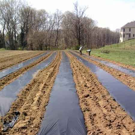 Polyethylene Mulch Film