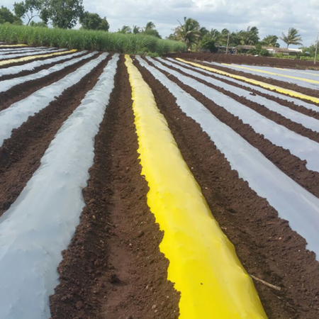 Yellow Mulch Film