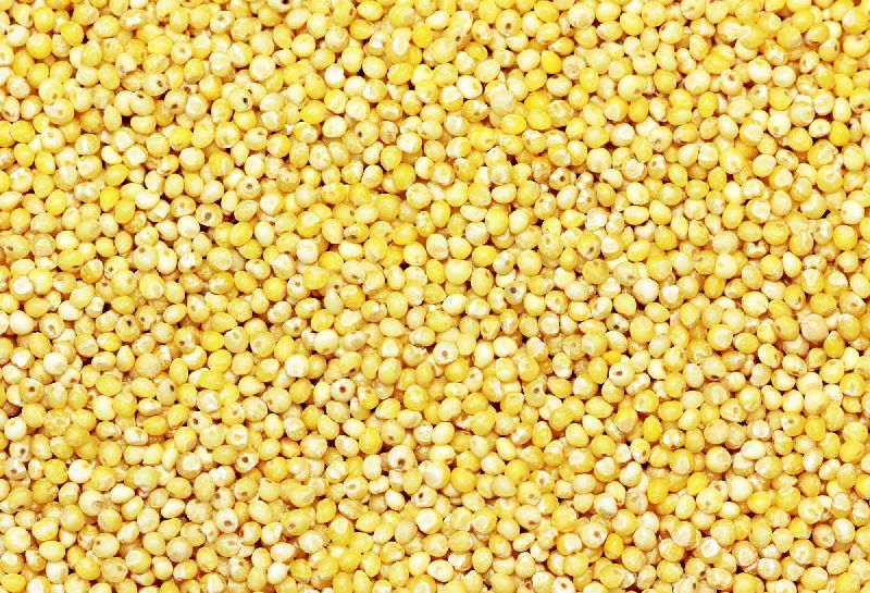 Yellow Millet Seeds