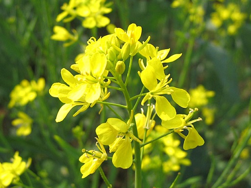 Fresh Mustard Flowers