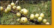 Amla Extract