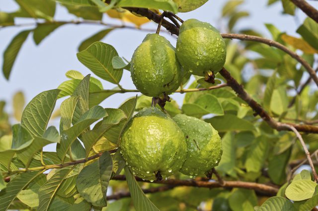 Guava Plants