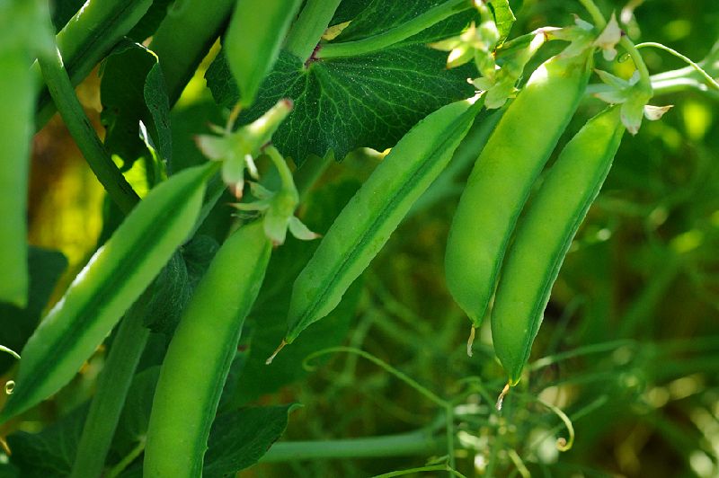 Field Pea, Color : Green