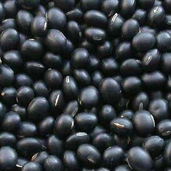 Urad Beans